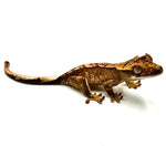 COCOA PEANUT BUTTER POWDER CRESTED GECKO BABY