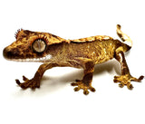 COCOA PEANUT BUTTER POWDER CRESTED GECKO BABY