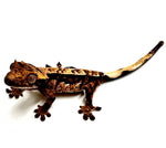 MIDNIGHT FIRE PINSTRIPE CRESTED GECKO BABY