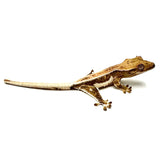 BABY LIGHT ROAST LATTE LILLY WHITE CRESTED GECKO