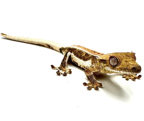 BABY LIGHT ROAST LATTE LILLY WHITE CRESTED GECKO