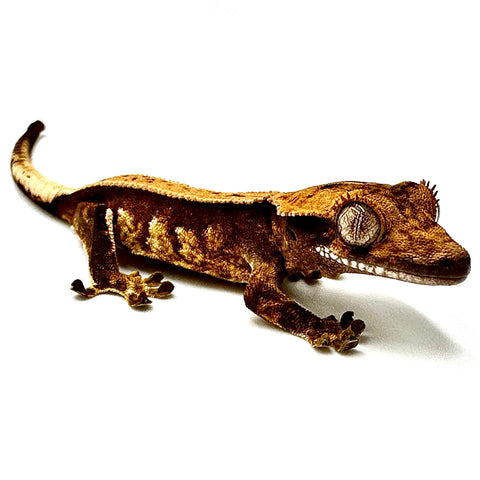 BABY APRICOT PASTE PINSTRIPE CRESTED GECKO