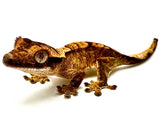 RISING FIRE CRESTED GECKO BABY