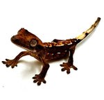 TOASTED TREAT CRESTED GECKO BABY