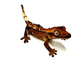 TOASTED TREAT CRESTED GECKO BABY