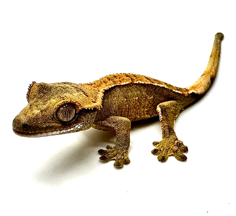 SUMMER SKY SOFTSCALE PINSTRIPE CRESTED GECKO BABY