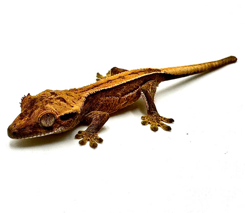 TANGELO TRISTIPE TREAT CRESTED GECKO BABY