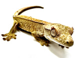 BLONDE DUSTED PINSTRIPE CRESTED GECKO BABY