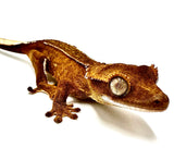 TANNED LEATHER PHANTOM PINSTRIPE CRESTED GECKO BABY