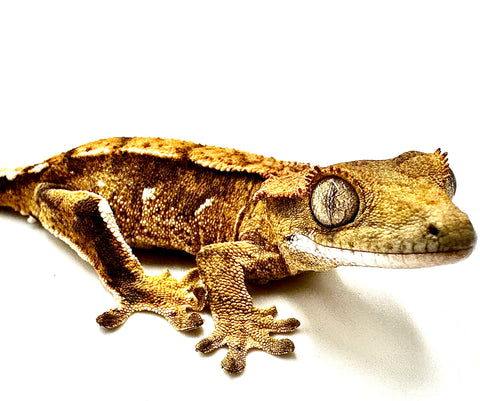 BENGAL BRILLIANCE PARTIAL PINSTRIPE CRESTED GECKO BABY
