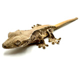 COOKIES AND CUSTARD LILY WHITE CRESTED GECKO BABY