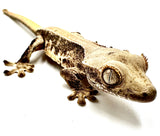 COOKIES AND CUSTARD LILY WHITE CRESTED GECKO BABY