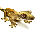 CARROT CAMO CRESTED GECKO BABY
