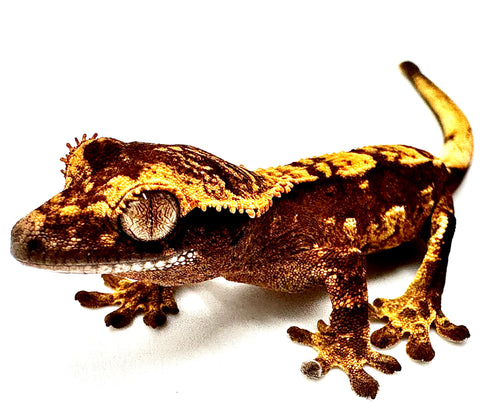 CRIMSON PASSION CRESTED GECKO BABY