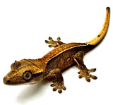 PEACH PERFECTION PINSTRIPE CRESTED GECKO BABY