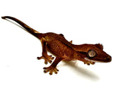 PATTERNLESS TRUFFLE CRESTED GECKO BABY