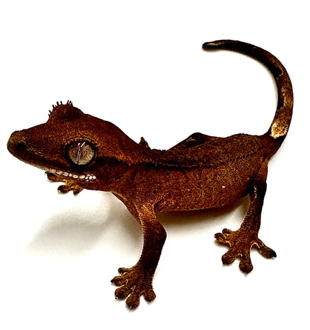 PATTERNLESS TRUFFLE CRESTED GECKO BABY