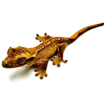SUMMER RAYS CRESTED GECKO BABY