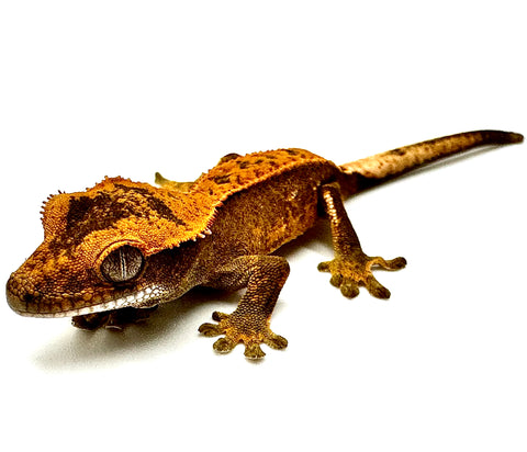 TORCHED TAKI PINSTRIPE CRESTED GECKO BABY