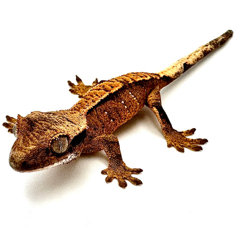 BEGAL CHAI PARTIAL PINSTRIPE CRESTED GECKO BABY