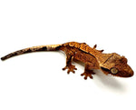 BEGAL CHAI PARTIAL PINSTRIPE CRESTED GECKO BABY