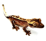 MAGNIFICENT MOLASSES TRISTRIPE CRESTED GECKO BABY