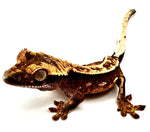 MAGNIFICENT MOLASSES TRISTRIPE CRESTED GECKO BABY