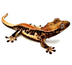 CARROT TOP LILY WHITE CRESTED GECKO BABY
