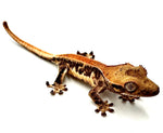 CARROT TOP LILY WHITE CRESTED GECKO BABY