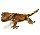 NATURE'S NACHO CRESTED GECKO BABY