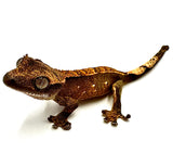 NATURE'S NACHO CRESTED GECKO BABY