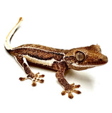 APPLE SPICE LILY WHITE CRESTED GECKO BABY
