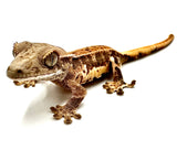 SUMMER STORM LILY WHITE CRESTED GECKO BABY