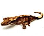 FALL STORM PINSTRIPE CRESTED GECKO BABY