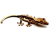 COLD CREAM LILY WHITE CRESTED GECKO BABY