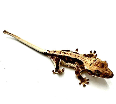 COLD CREAM LILY WHITE CRESTED GECKO BABY