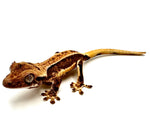 FRESH FALL LILY WHITE CRESTED GECKO BABY