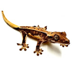 FRESH FALL LILY WHITE CRESTED GECKO BABY