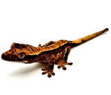 TROPICAL TIDAL WAVE PINSTRIPE CRESTED GECKO BABY