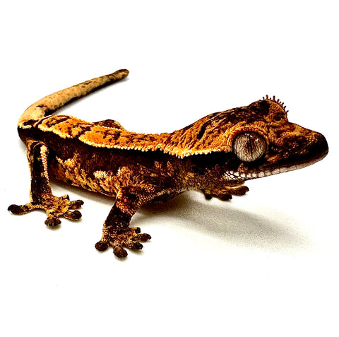TROPICAL TIDAL WAVE PINSTRIPE CRESTED GECKO BABY