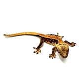 RADIOACTICE LILY WHITE CRESTED GECKO BABY