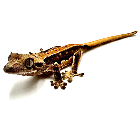 RADIOACTICE LILY WHITE CRESTED GECKO BABY