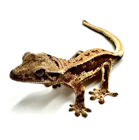 FROSTBITE FLAME LILY WHITE CRESTED GECKO BABY