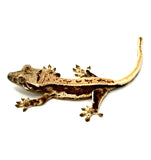 FROSTBITE FLAME LILY WHITE CRESTED GECKO BABY
