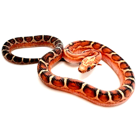 FEMALE SCALELESS PIED SIDED BLOOD RED HET HYPO CORN SNAKE BABY