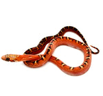 FEMALE SCALELESS PIED SIDED BLOOD RED HET HYPO CORN SNAKE BABY