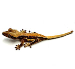 MANGO WHIP LILY WHITE CRESTED GECKO BABY