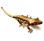 MANGO WHIP LILY WHITE CRESTED GECKO BABY
