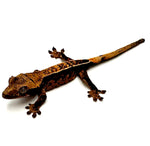 PYROTECHNIC PINSTRIPE CRESTED GECKO BABY