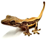 PASSION FRUIT LILY WHITE CRESTED GECKO BABY